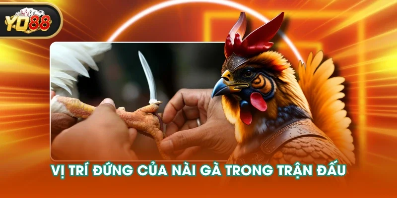 Vị trí đứng của nài gà trong trận đấu Vị trí đứng của nài gà trong trận đấu